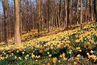 Dymock daffodils